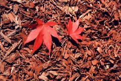 Rubberific Mulch